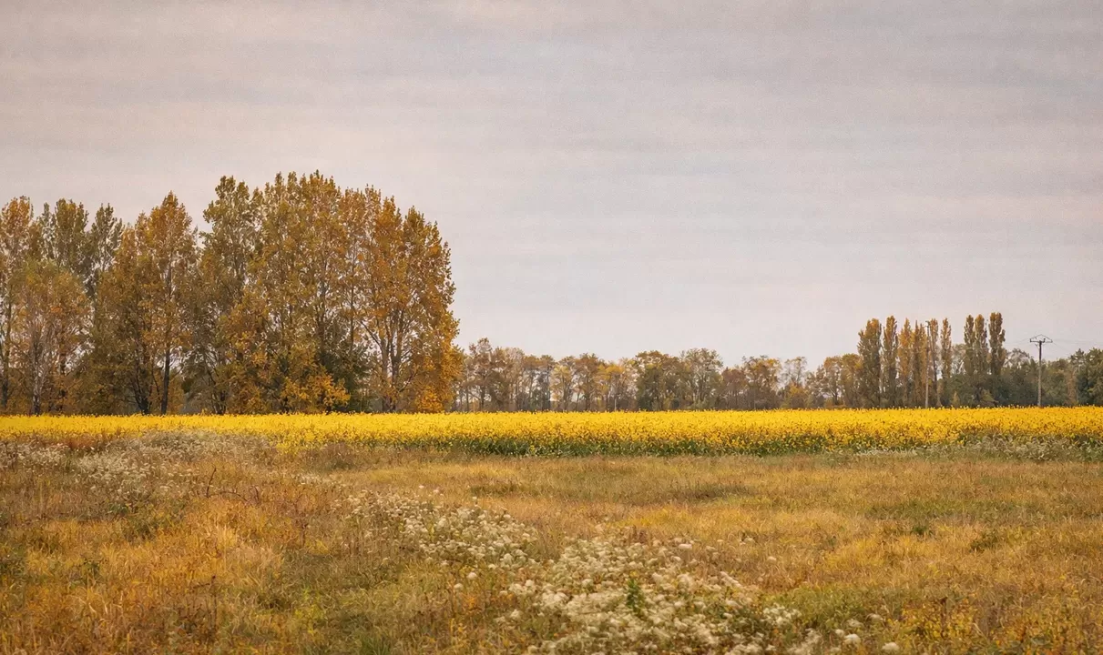 Drohnen in der modernen Landwirtschaft